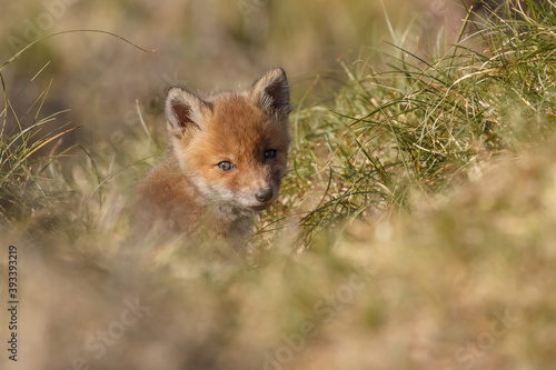 Red fox cub in nature at springtime on a sunny day.