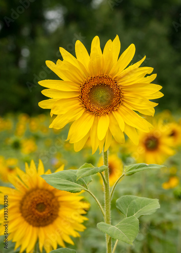 Blooming sunflower on the background of a field of flowers and a dark forest