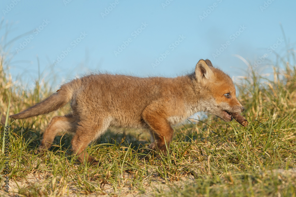 Fototapeta premium Red fox cub in nature at springtime on a sunny day.