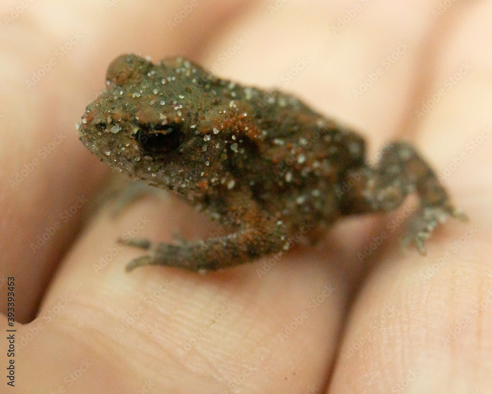 Makrofotografie von einem Frosch Makrofotografie von einem Frosch