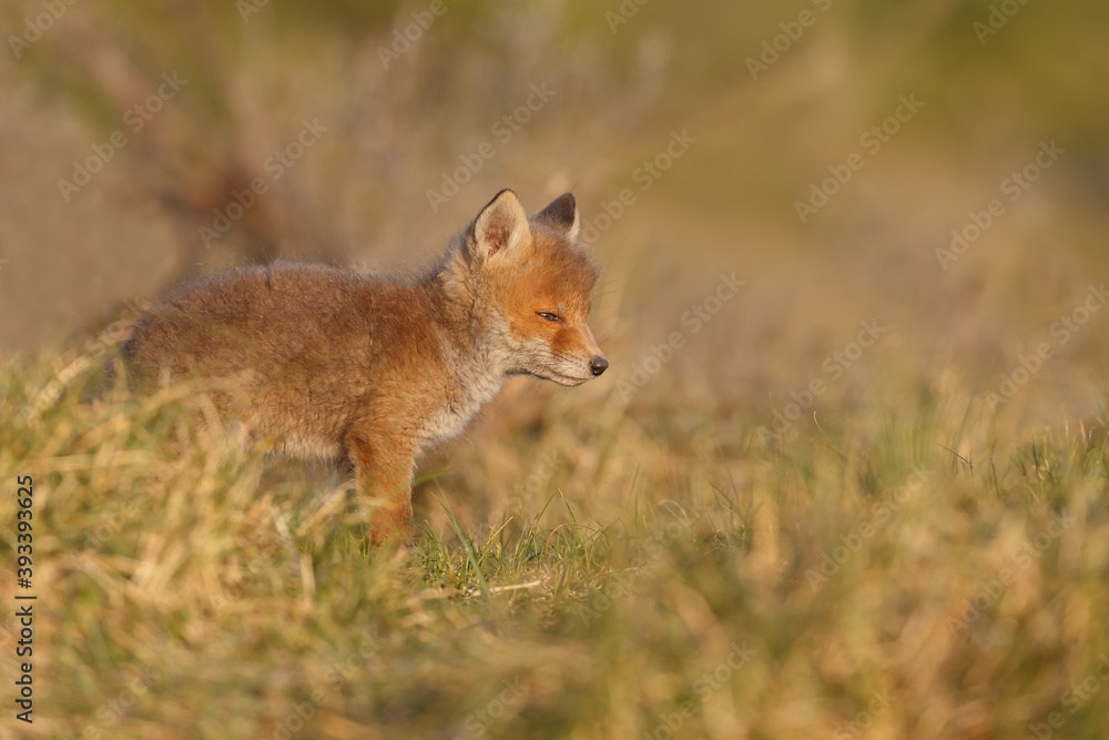 Red fox cub in nature at springtime on a sunny day. Red fox cub in nature at springtime on a sunny day.