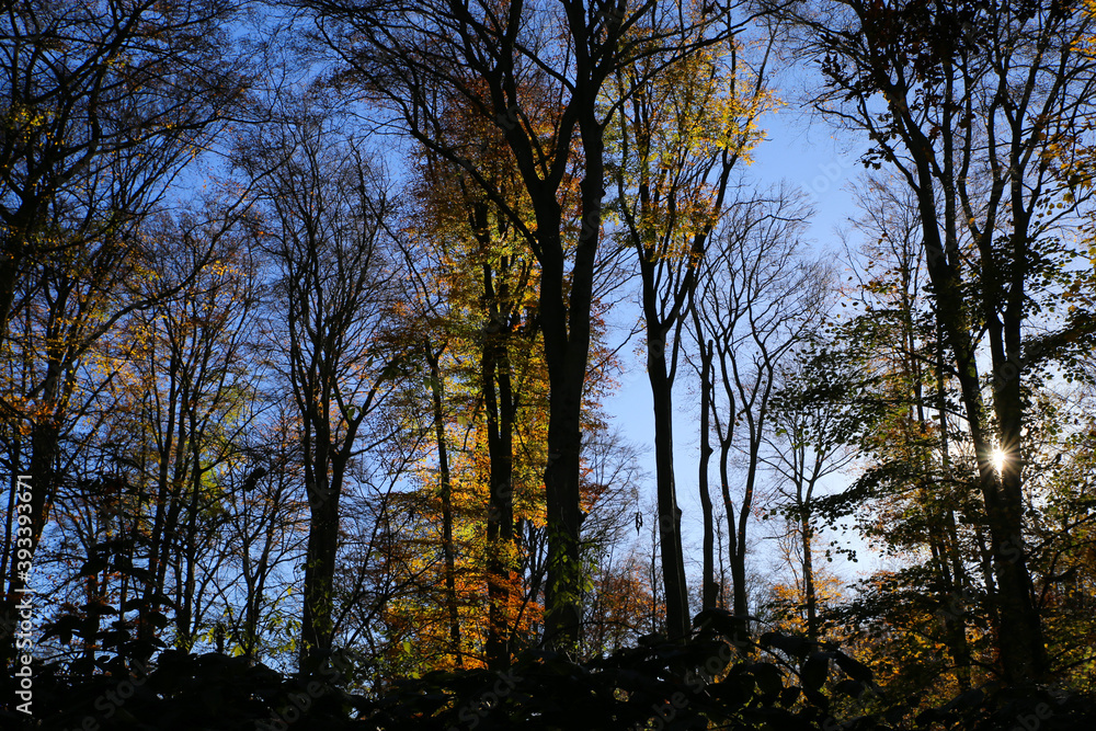 Low angle view into german beech tree crowns in autumn colors with backlight from bright evening sun, Germany - Suchtelner Hohen