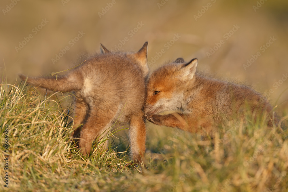 Fototapeta premium Red fox cub in springtime in nature.
