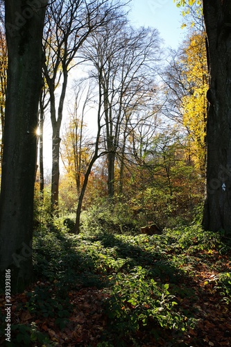 Panoramic view into german beech tree woods forest in autumn colors with backlight from bright evening sun, lens flare effect, Germany - Suchtelner Hohen photo