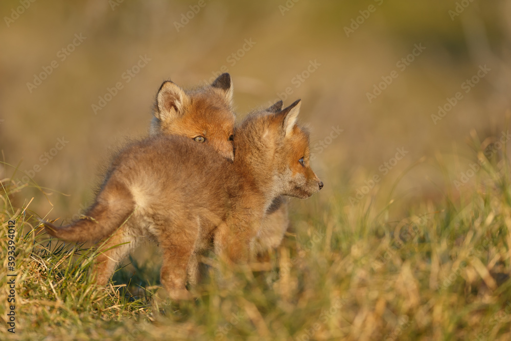 Fototapeta premium Red fox cub in springtime in nature.