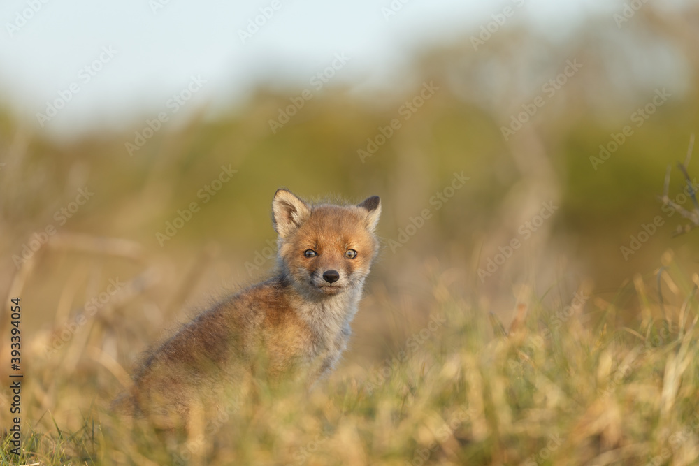 Fototapeta premium Red fox cub in springtime in nature.