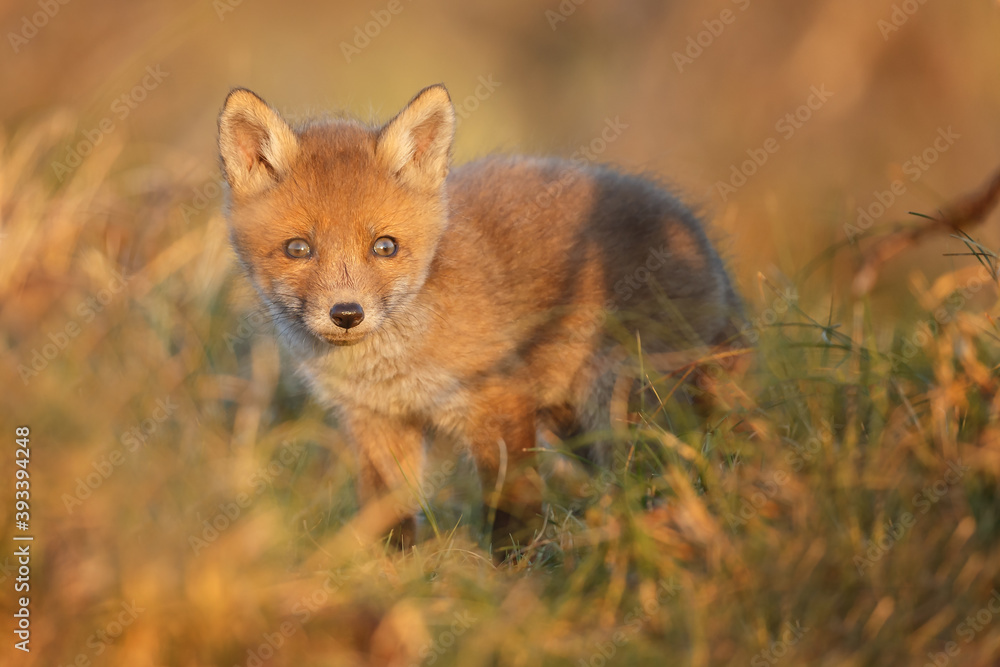 Red fox cub in springtime in nature.