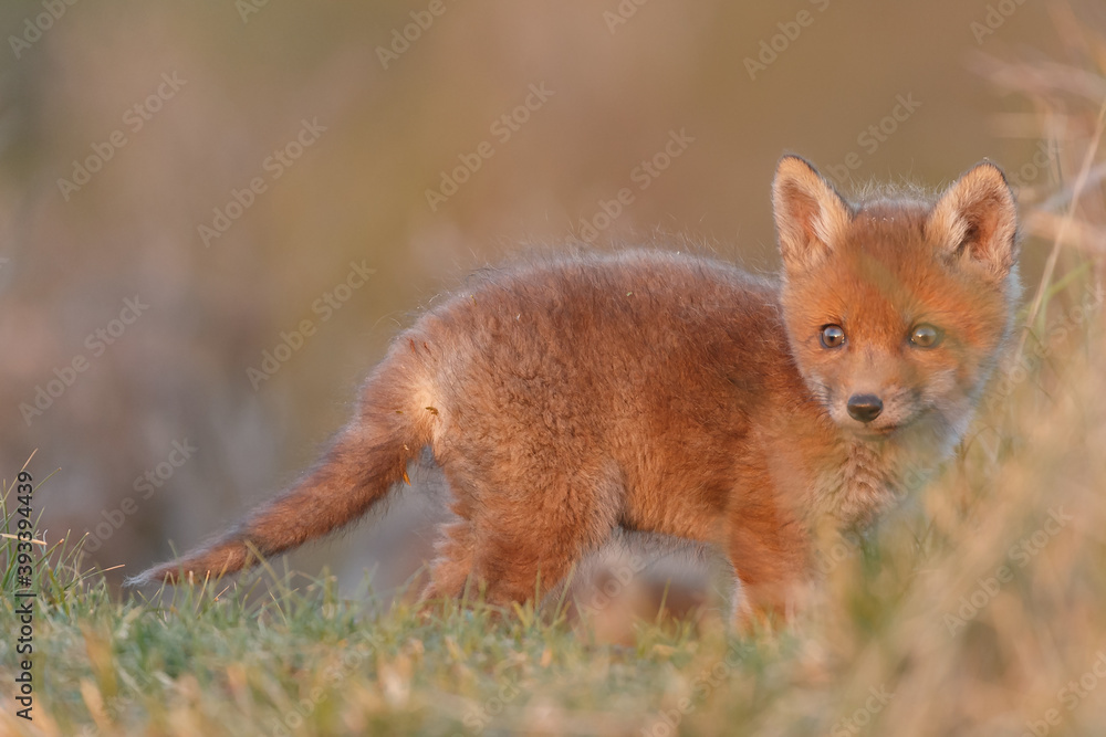 Red fox cub in springtime in nature. Red fox cub in springtime in nature.