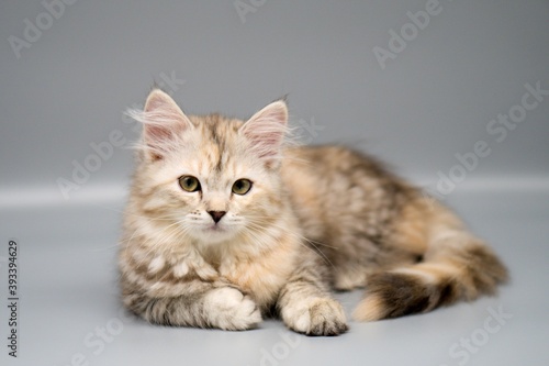 Siberian cat on gray backgrounds © Pavla