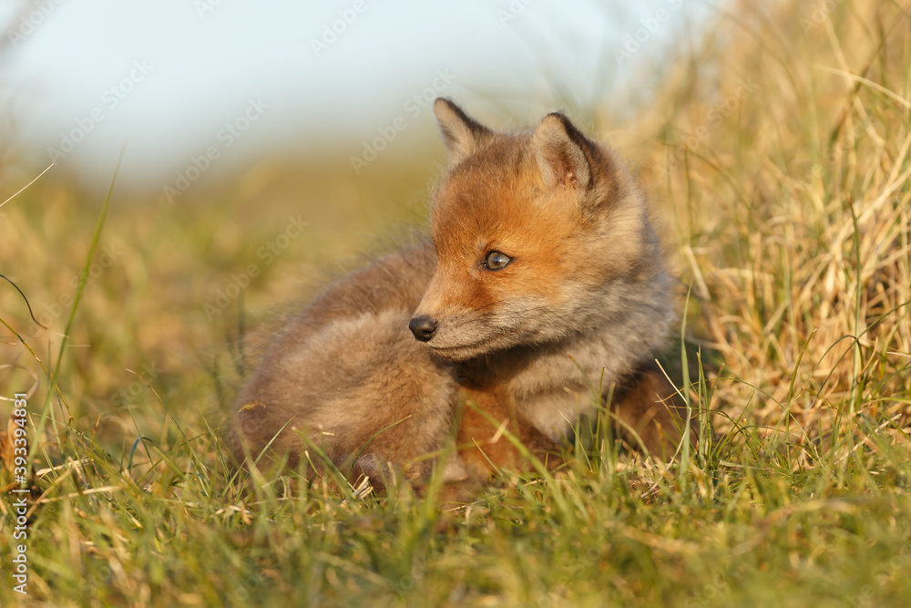 Obraz premium Red fox cub in springtime in nature.