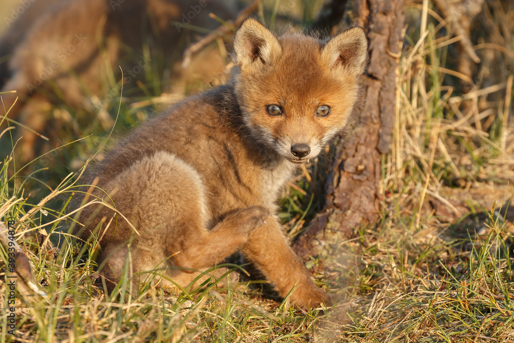 Red fox cub in springtime in nature. Red fox cub in springtime in nature.