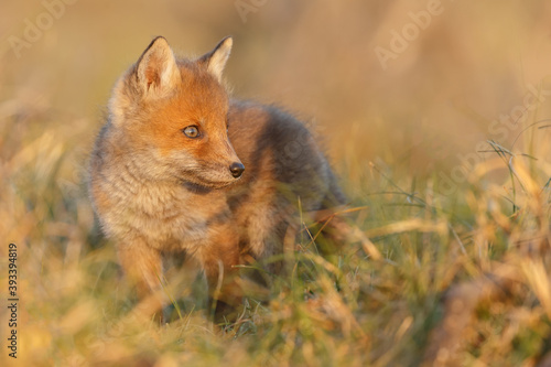 Red fox cub in springtime in nature. © Menno Schaefer