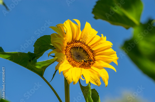 Helianthus annuus common sunflower in bloon, big beautiful flowering plant, green stem and foliage, flower against blue sky photo