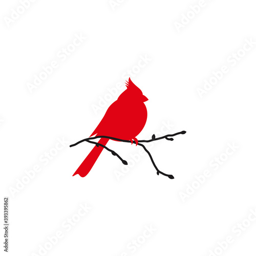 Fototapeta Northern cardinal and black branch. Redbird Christmas card.
