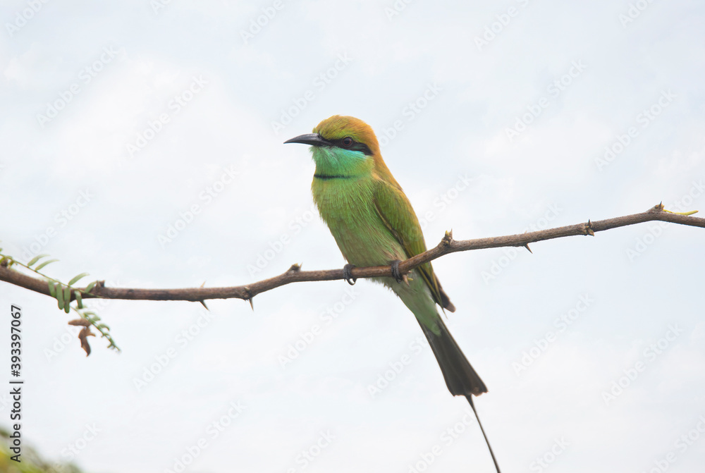 Obraz premium Green Bee Eater sitting on a branch