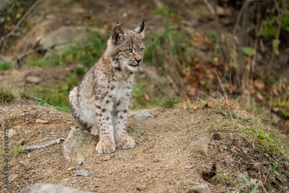 Lynx in green forest with tree trunk. Wildlife scene from nature. Playing Eurasian lynx, animal behaviour in habitat. Wild cat from Germany. Wild Bobcat between the trees Lynx in green forest with tree trunk. Wildlife scene from nature. Playing Eurasian lynx, animal behaviour in habitat. Wild cat from Germany. Wild Bobcat between the trees