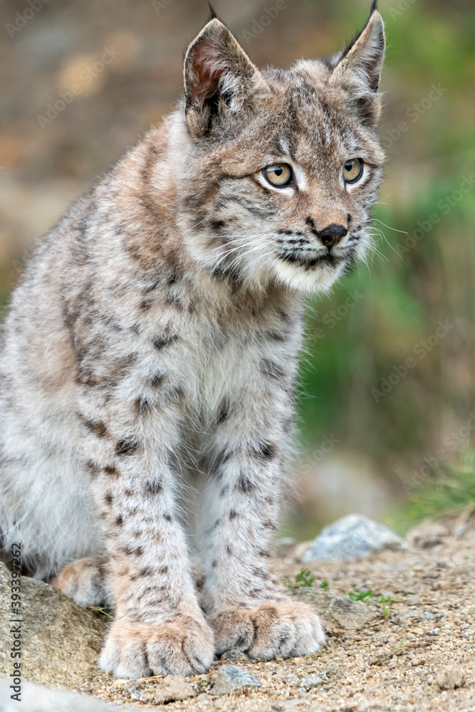 Lynx in green forest with tree trunk. Wildlife scene from nature. Playing Eurasian lynx, animal behaviour in habitat. Wild cat from Germany. Wild Bobcat between the trees Lynx in green forest with tree trunk. Wildlife scene from nature. Playing Eurasian lynx, animal behaviour in habitat. Wild cat from Germany. Wild Bobcat between the trees