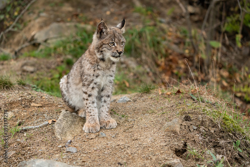 Lynx in green forest with tree trunk. Wildlife scene from nature. Playing Eurasian lynx  animal behaviour in habitat. Wild cat from Germany. Wild Bobcat between the trees