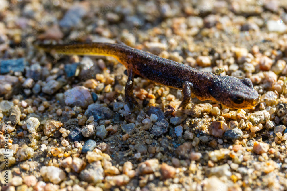 kleine Eidechse, Salamander