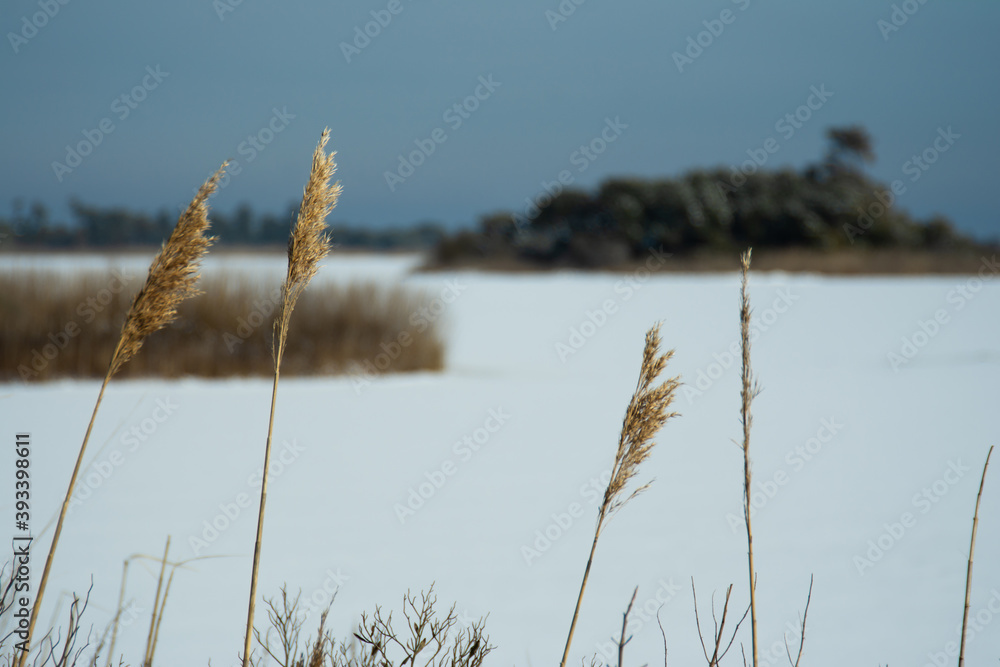 Fototapeta premium Phragmites with snow covered marsh in background
