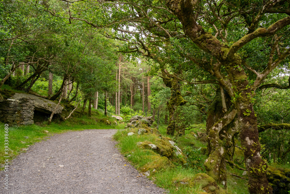 Gravel road in forest, panoramic viev in irish mountains