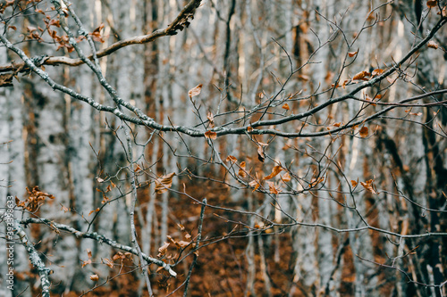 shoot of branch in birch forest © cherryandbees