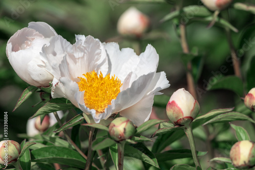 Beautiful white peonies in the garden.