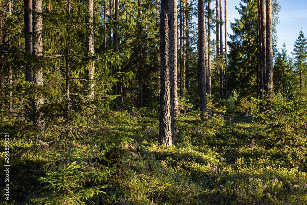 Obraz premium The pine forest is lit up with warm spring light.