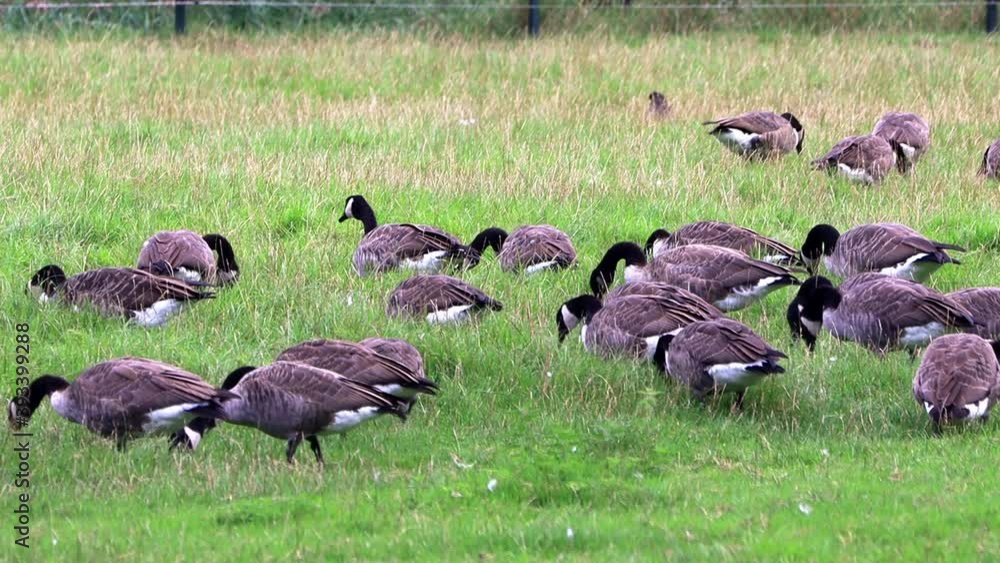 canadian geese grazing on meadow
canadian geese grazing on meadow