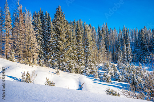 A beautiful and majestic winter forest illuminated by the bright sun. Picturesque and gorgeous winter scene. Location Russia, Udmurtia