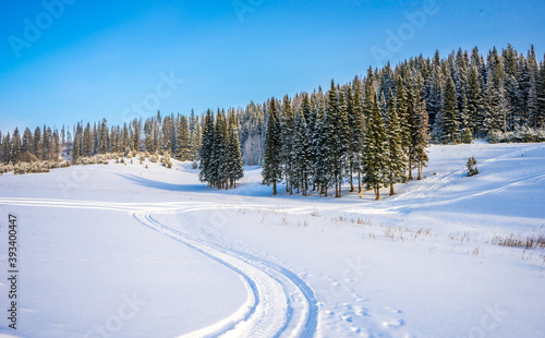 Snowy field and a hill overgrown with spruce forest. Russia, Udmurtia