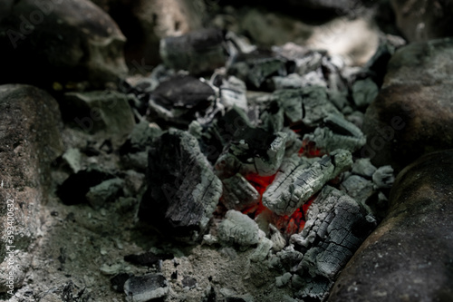 Wallpaper Mural Embers of a burnt campfire tree Torontodigital.ca