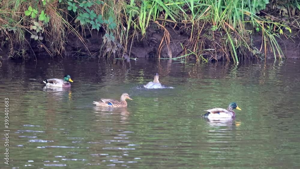 ducks in water at shore, mallards
ducks in water at shore, mallards