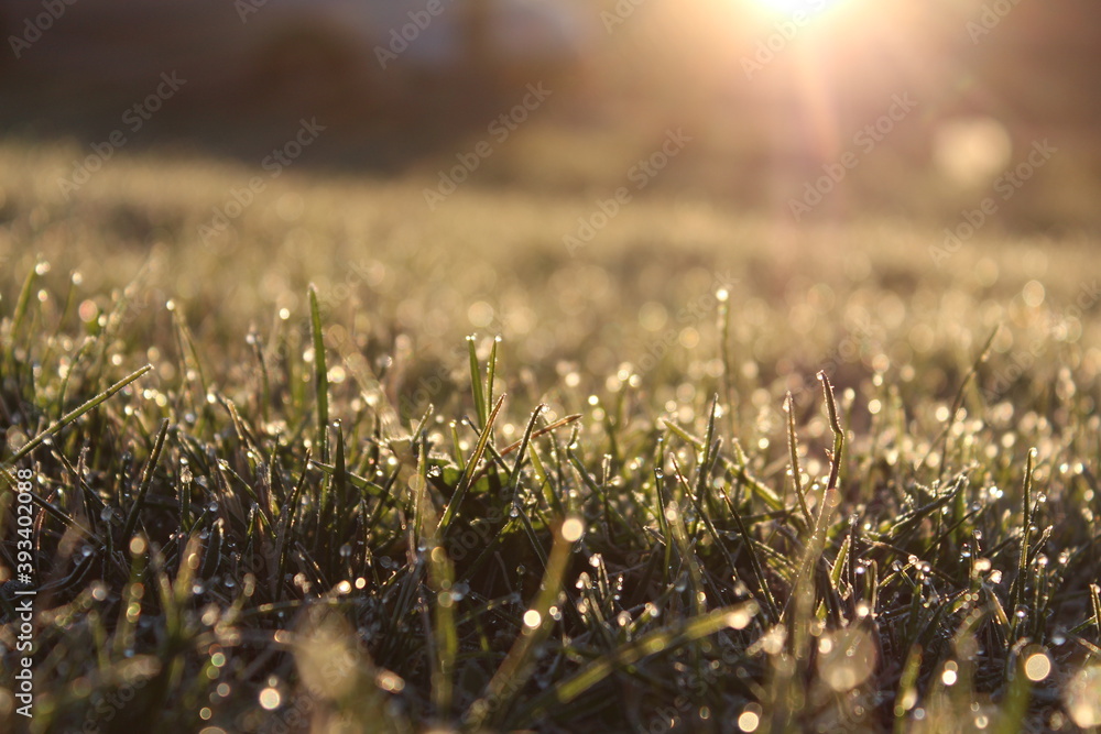 Grass with dewdrops in the sun at dawn. Morning spring landscape with green grass in abundant dew in sun glare against the background of the rising sun.