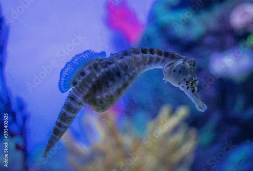 Photography Hippocampe de l'aquarium de Shanghai, Chine