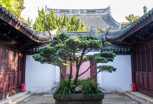 Photography Bonsaï dans la cour d'un temple à Shanghai, Chine
