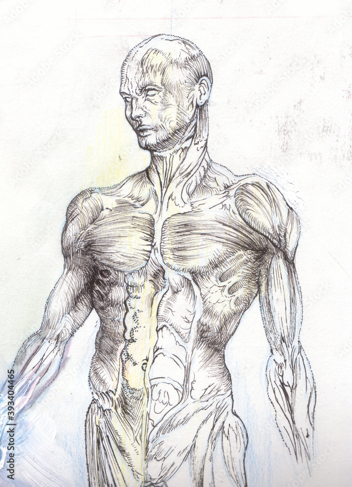 Human torso anatomical illustration in black and white. Human torso anatomical illustration in black and white.
