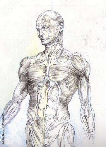 Human torso anatomical illustration in black and white.