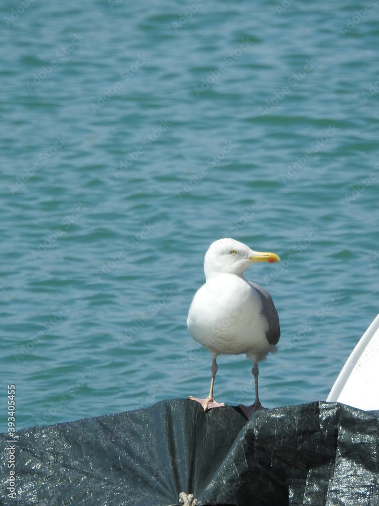 Seagull is standing on a covered element Seagull is standing on a covered element