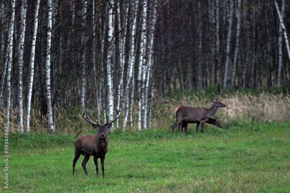 European red deer with large antlers during the breeding season. Unique image of wild animals. European red deer with large antlers during the breeding season. Unique image of wild animals.