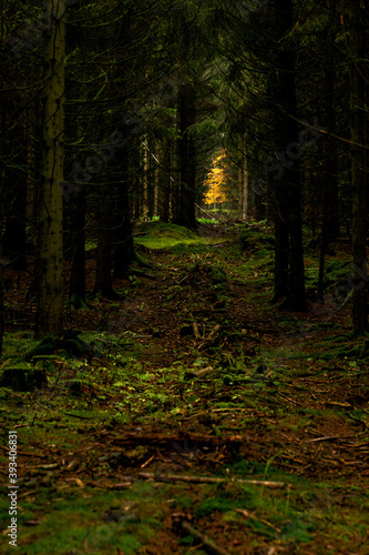 Wald mit Moos und Lichtung
