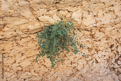 a small blue-green caper bush clings to a fossilized limestone cliff in the nahal nekarot (crevices) stream bed in the makhtesh ramon crater in israel photo