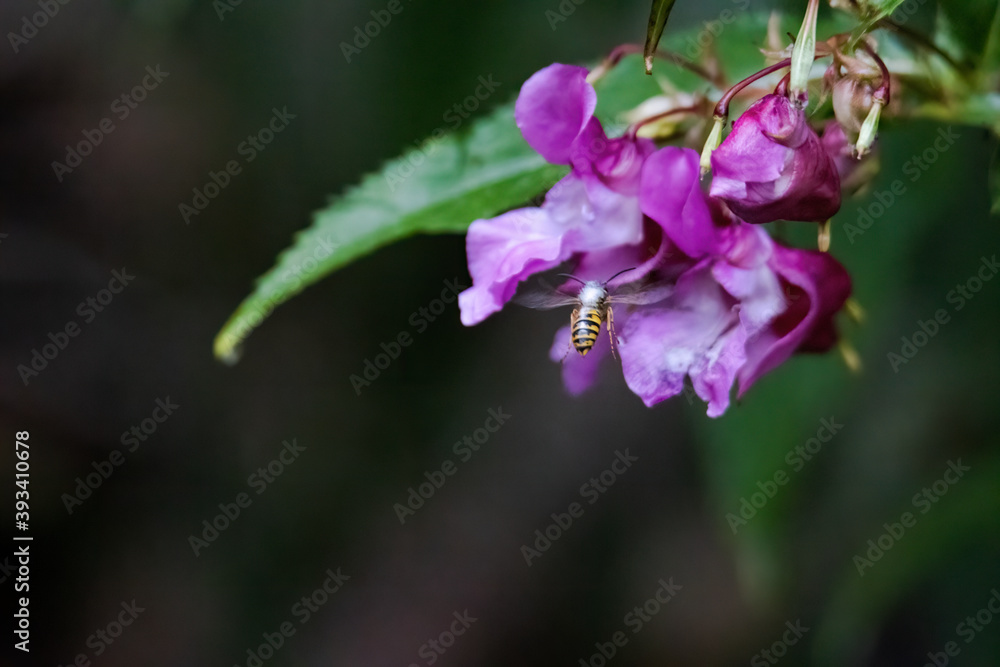 Wasp on a purple coloured flower Wasp on a purple coloured flower