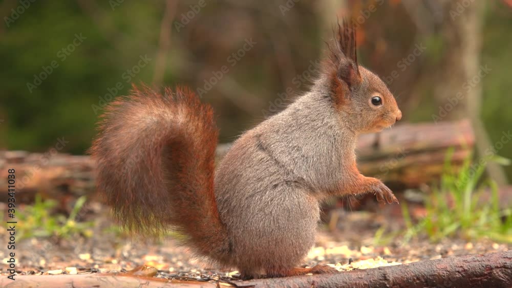 red squirrel animal on ground feeding raise standing up eating red squirrel animal on ground feeding raise standing up eating