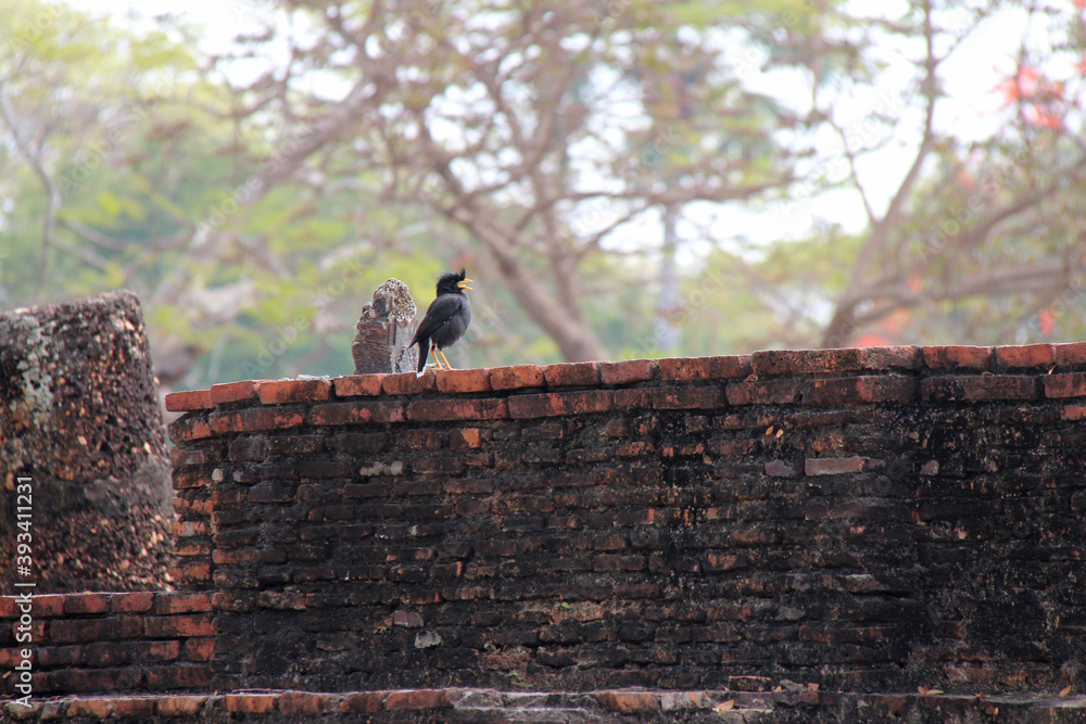 birds (mynah ?) in a ruined temple in sukhothai (thailand) birds (mynah ?) in a ruined temple in sukhothai (thailand)