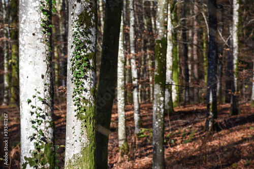 Fototapeta Naklejka Na Ścianę i Meble -  Belgique Wallonie bois foret automne saison climat