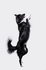 Playful full length border collie shepherd dog standing on two paws acrobatic jumping in the air isolated over white background.