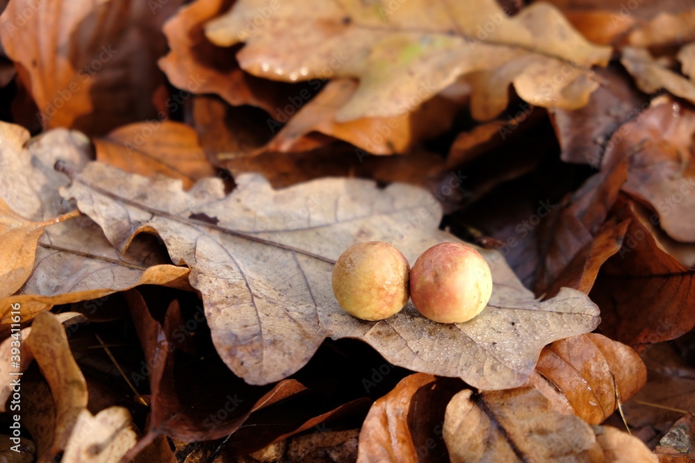 Two galls (cecidia) on an oak leaf. It is kind of swelling growth on the external tissues of plants, fungi, or animals. 
