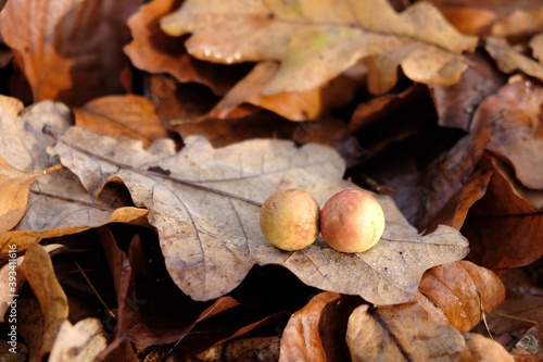 Two galls (cecidia) on an oak leaf. It is kind of swelling growth on the external tissues of plants, fungi, or animals. 