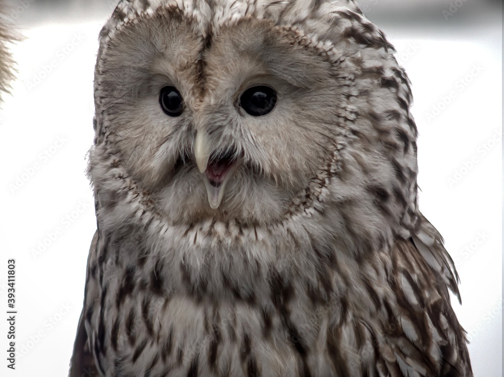 Fototapeta premium Close-up portrait of an owl with an open beak.